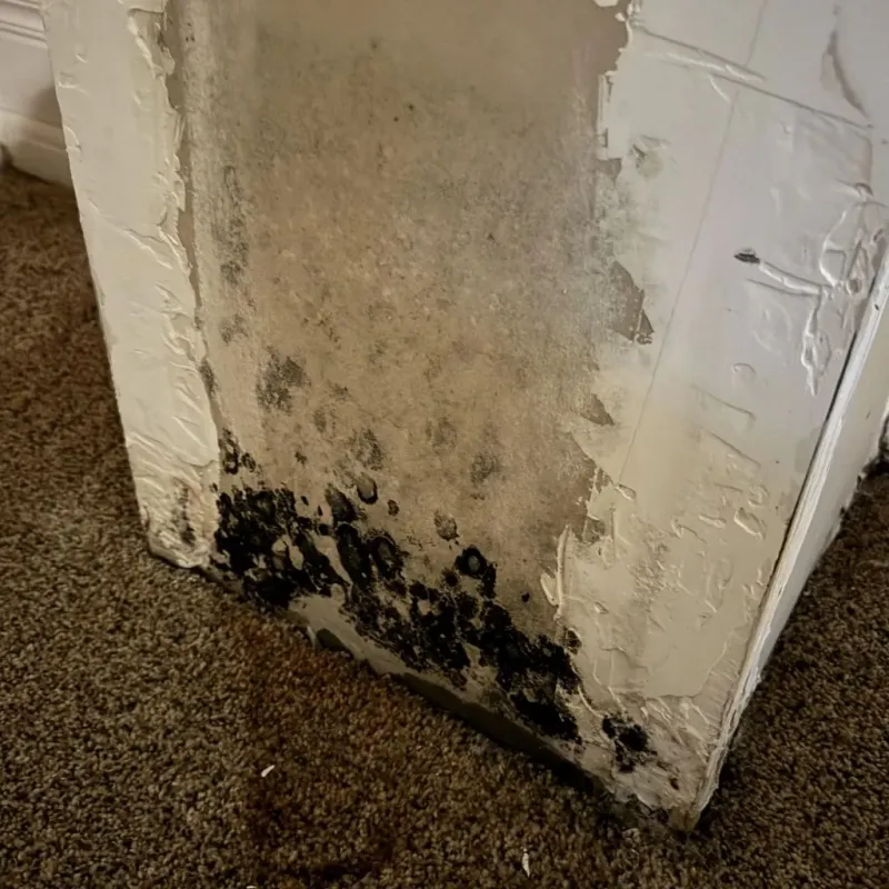 Professional Mold Removal in Roodhouse, IL